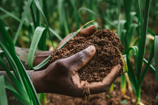 Hand holding fertile soil, Garlic garden