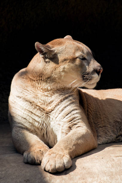 istock The lying puma against a dark background 687315534