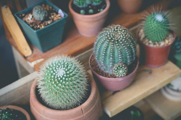 istock Little cactus plant in the flowerpot in retro effect image 687316188