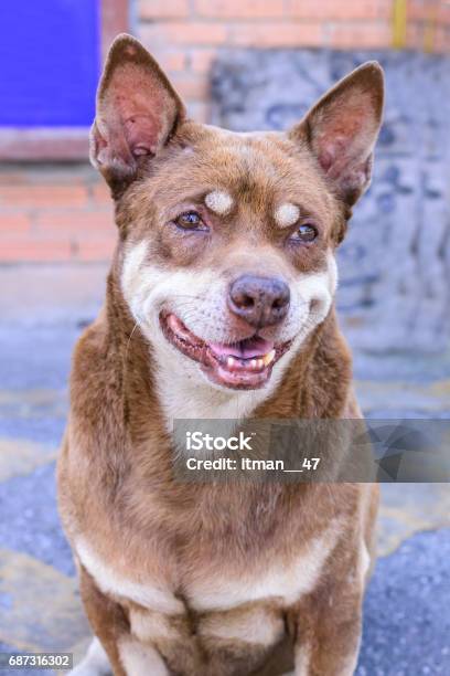 Portrait Of Cute Dog With Soft Eyebrow Stock Photo - Download Image Now - Animal, Australian Kelpie, Brown