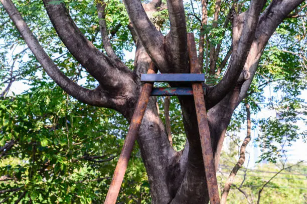 Tree branch bracing with steel in garden