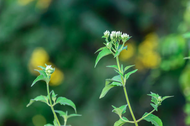 istock Siam weed or Chromolaena Odorata Flowers, use for Thai herb. 687316388