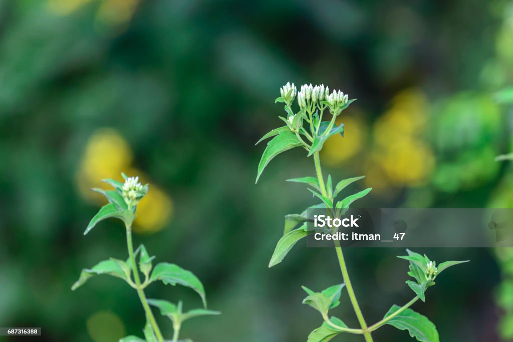 Siam weed or Chromolaena Odorata Flowers, use for Thai herb. Agricultural Field Stock Photo