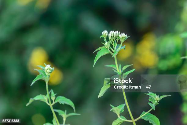 Siam Weed Or Chromolaena Odorata Flowers Use For Thai Herb Stock Photo - Download Image Now