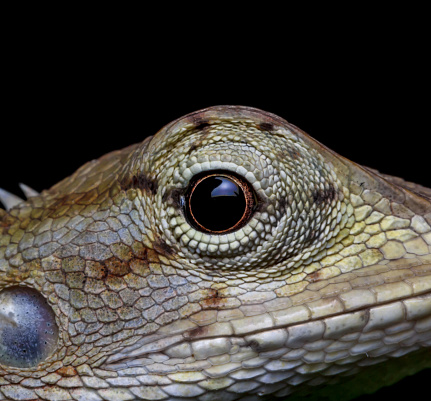 Close-up chameleon isolated on large black background