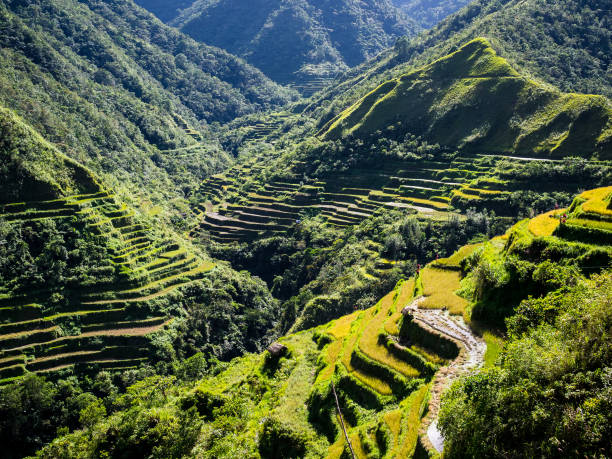 istock Rice terraces of Batad in Luzon, Philippines 687328186