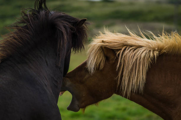 istock Horses in the wilderness of iceland 687333834