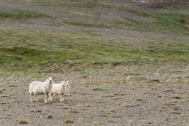 istock Sheep of Iceland 687334968