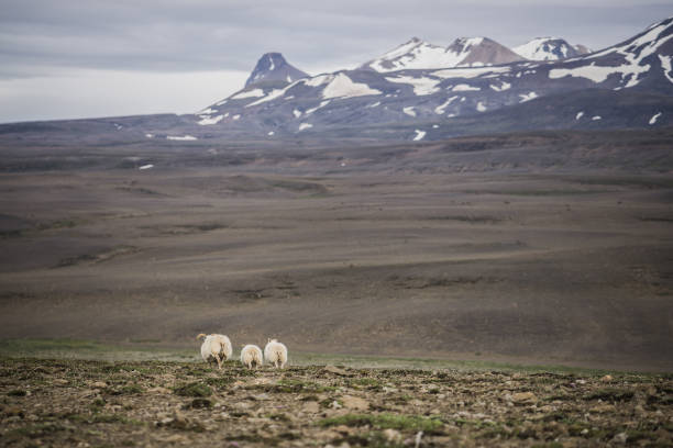 istock Sheep of Iceland 687341570