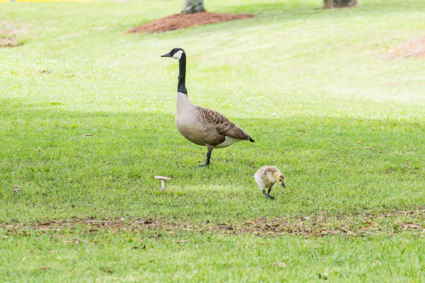 istock Family of Geese 687344072
