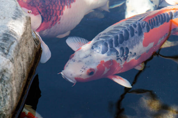 istock Koi fish, Cyprinus carpio haematopterus 687344756