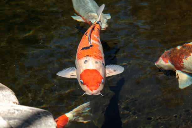 istock Koi fish, Cyprinus carpio haematopterus 687344768