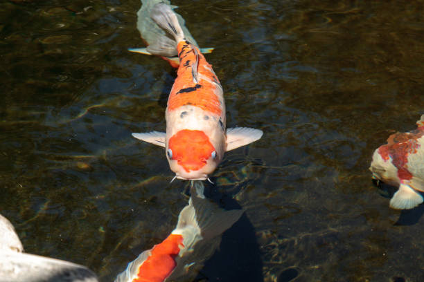 istock Koi fish, Cyprinus carpio haematopterus 687344770