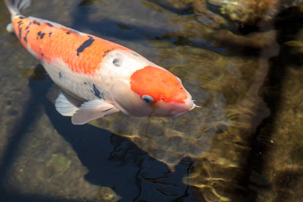 istock Koi fish, Cyprinus carpio haematopterus 687344928