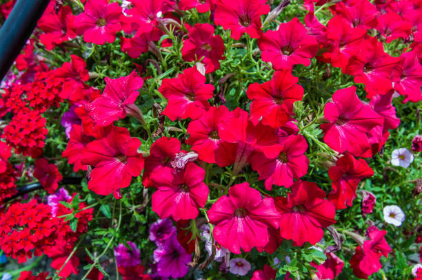 istock Colorful petunia plants in full bloom 687344940