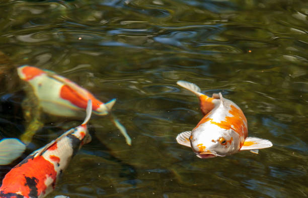 istock Koi fish, Cyprinus carpio haematopterus 687345496