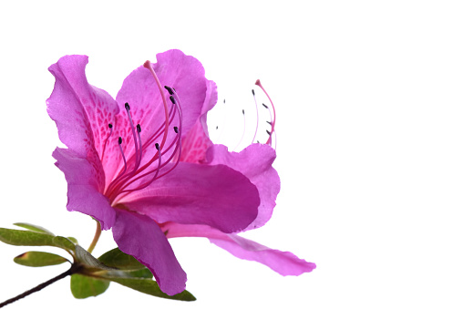 Macro image of azalea bloom
