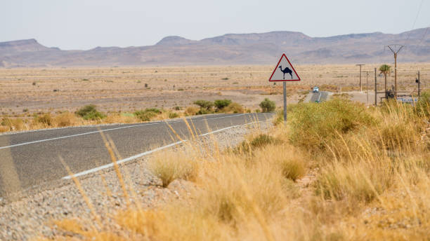 istock camel warning sign in the deserted area of morocco 687350406