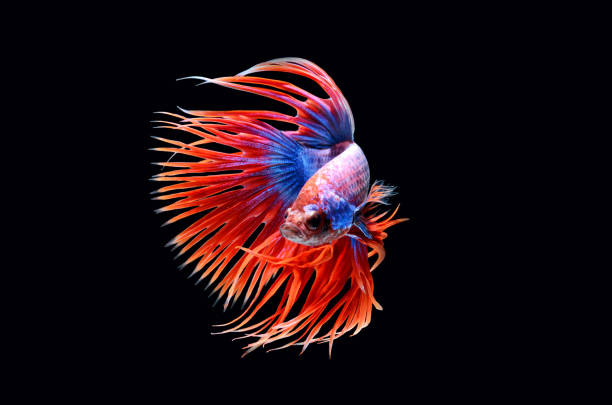 Fighting fish. Fighting fish. siamese fighting fish stock pictures, royalty-free photos & images