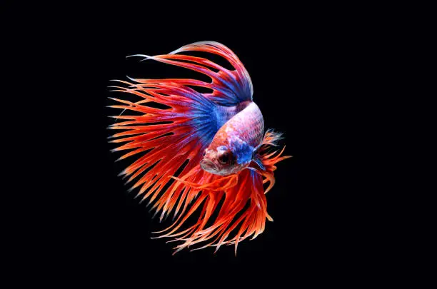 Fighting fish.