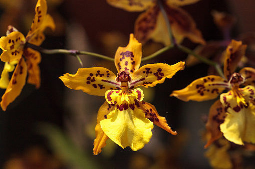 Yellow oncidium orchid flower blooms in a botanical garden in spring