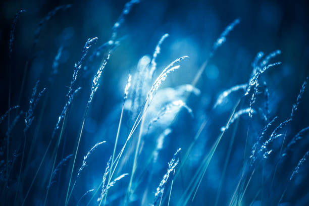 istock Grass flowers on winter with filter color and blurred background 687353238