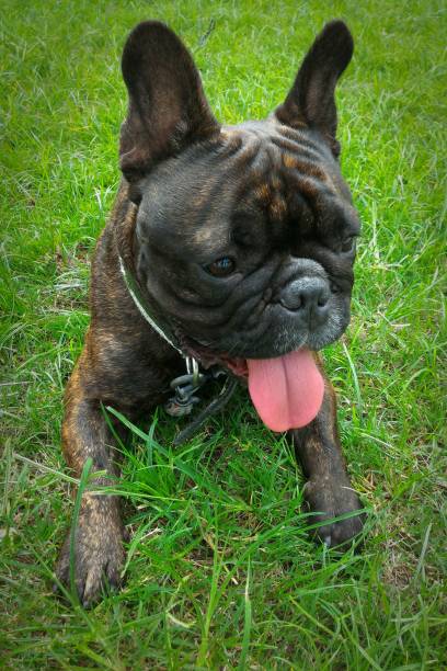istock French Bulldog on the Grass 687356418
