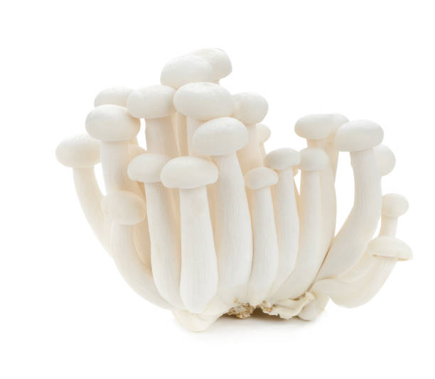 istock White beech mushrooms, Shimeji mushroom, Edible mushroom isolated on white background 687356556