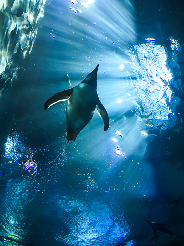 A swimming penguin is silhouetted against a light source shining through the water.