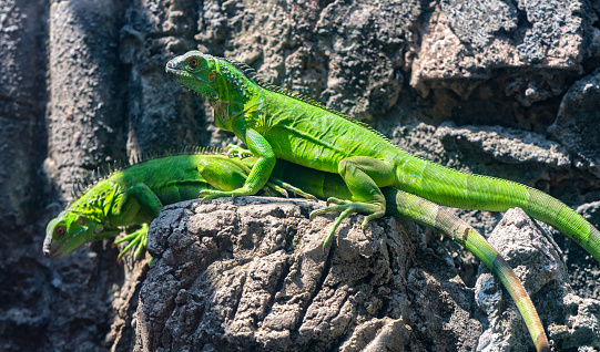 Lizard families together is looking to the future so cute when watching them in zoo