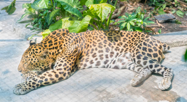 istock Small tiger is sleeping in the zoo with beautiful fur 687372054