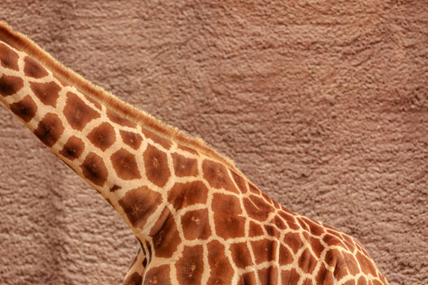 istock Detail of Giraffe 687372116