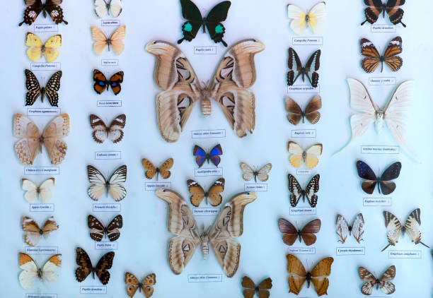 自然保護区の蝶のコレクションが含まれています - malachite butterfly ストックフォトと画像