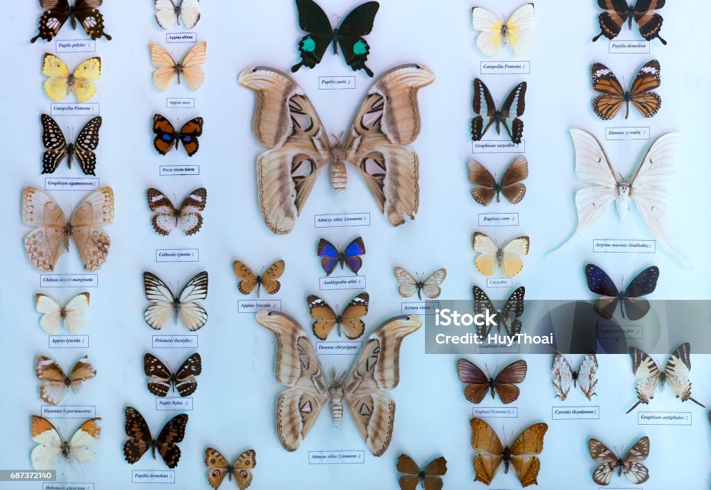 The butterfly collection in the nature reserve includes The butterfly collection in the nature reserve includes many butterflies with different color patterns complementing the rich natural ecosystem. Museum Stock Photo