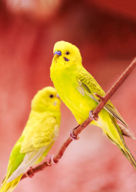 istock beautiful parrot lovebird on colorful nature background 687378678