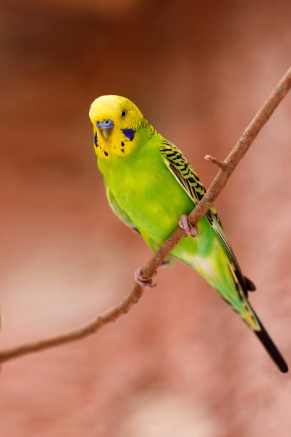istock beautiful green parrot lovebird 687378698