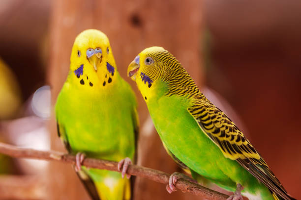 istock beautiful green parrot love bird 687378724