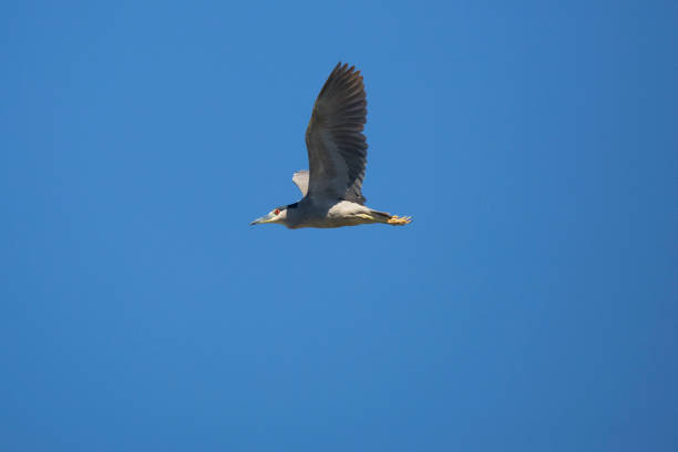 istock Black crowned night heron flying over swamp in Florida. 687379036