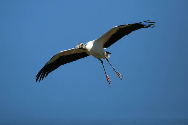 istock Wood stork flying in a clear blue sky in Florida. 687379074