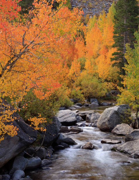 istock Fall and Autumn Detail 687379118