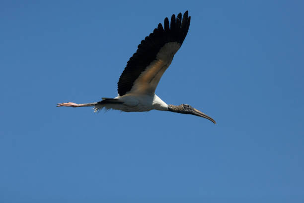 istock Wood stork flying in a clear blue sky in Florida. 687379242
