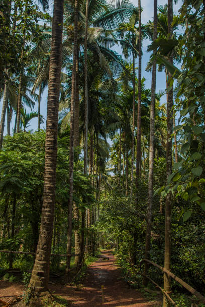 istock Jungle in tropical spice plantation, Goa, India 687382470