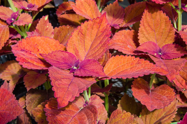 istock Colorful leaves on coleus plants 687382922