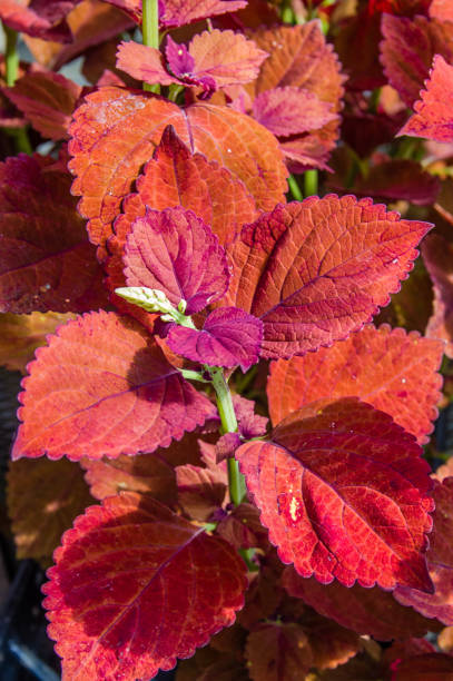 istock Colorful leaves on coleus plants 687385900