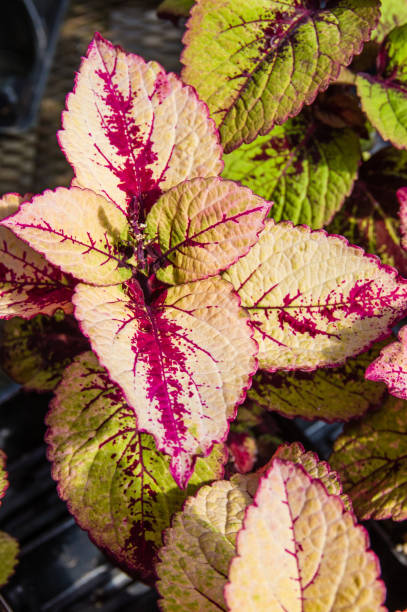 istock Colorful leaves on coleus plants 687386098