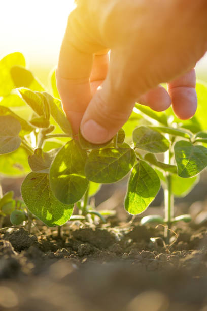 istock Hand in cultivated soybean field 687386292