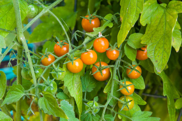 istock Yellow cherry tomatoes in the garden 687391568