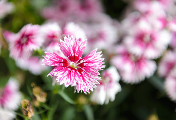 Beautiful Dianthus flower (Dianthus chinensis) blossoming in the gardern