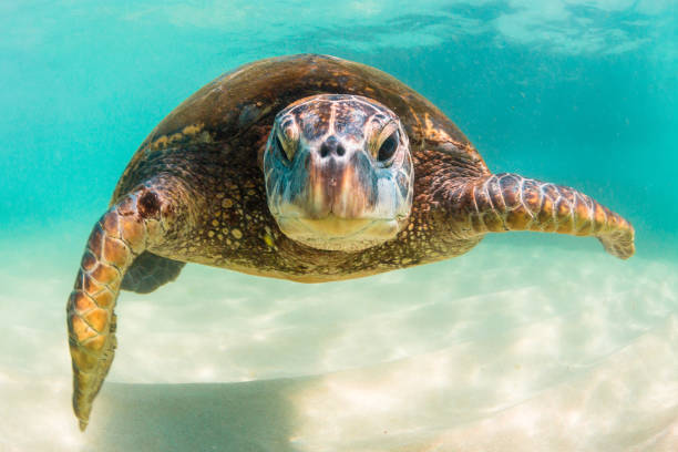 istock Beautiful Hawaiian Green Sea Turtle 687392088