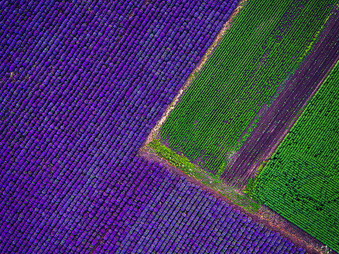 Aerial view of lavender field.